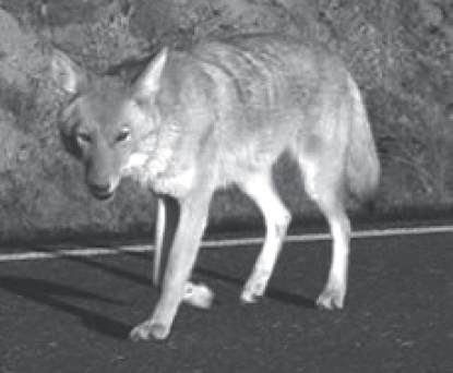 Washington Coyote